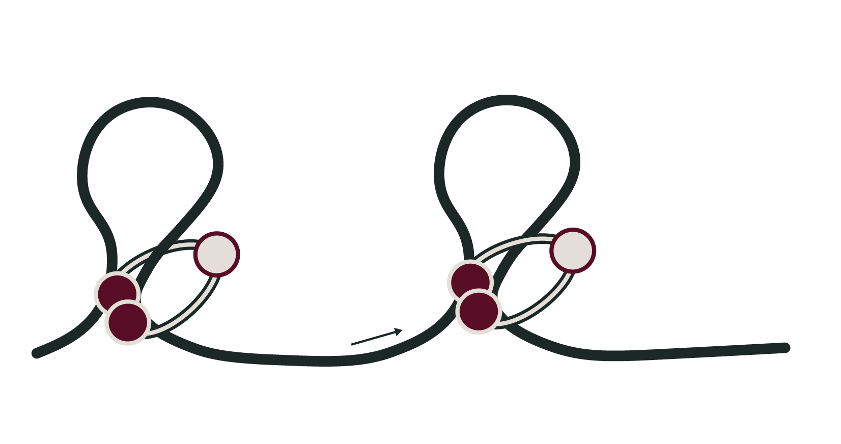 Loop Extrusion and Briding in LAMMPS